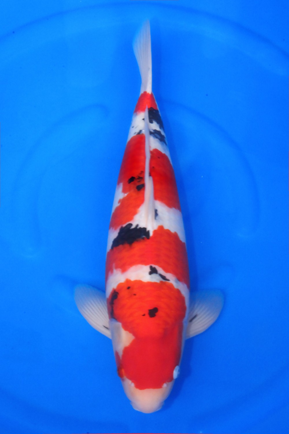 Best In Size A 51 - 55 cm