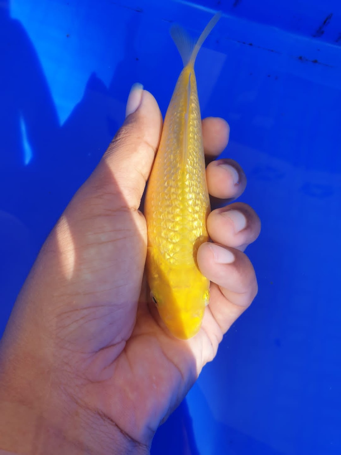 Juara 1