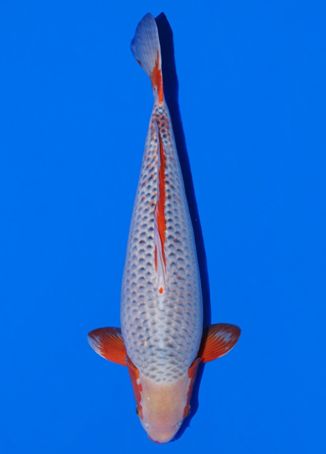 Juara 1