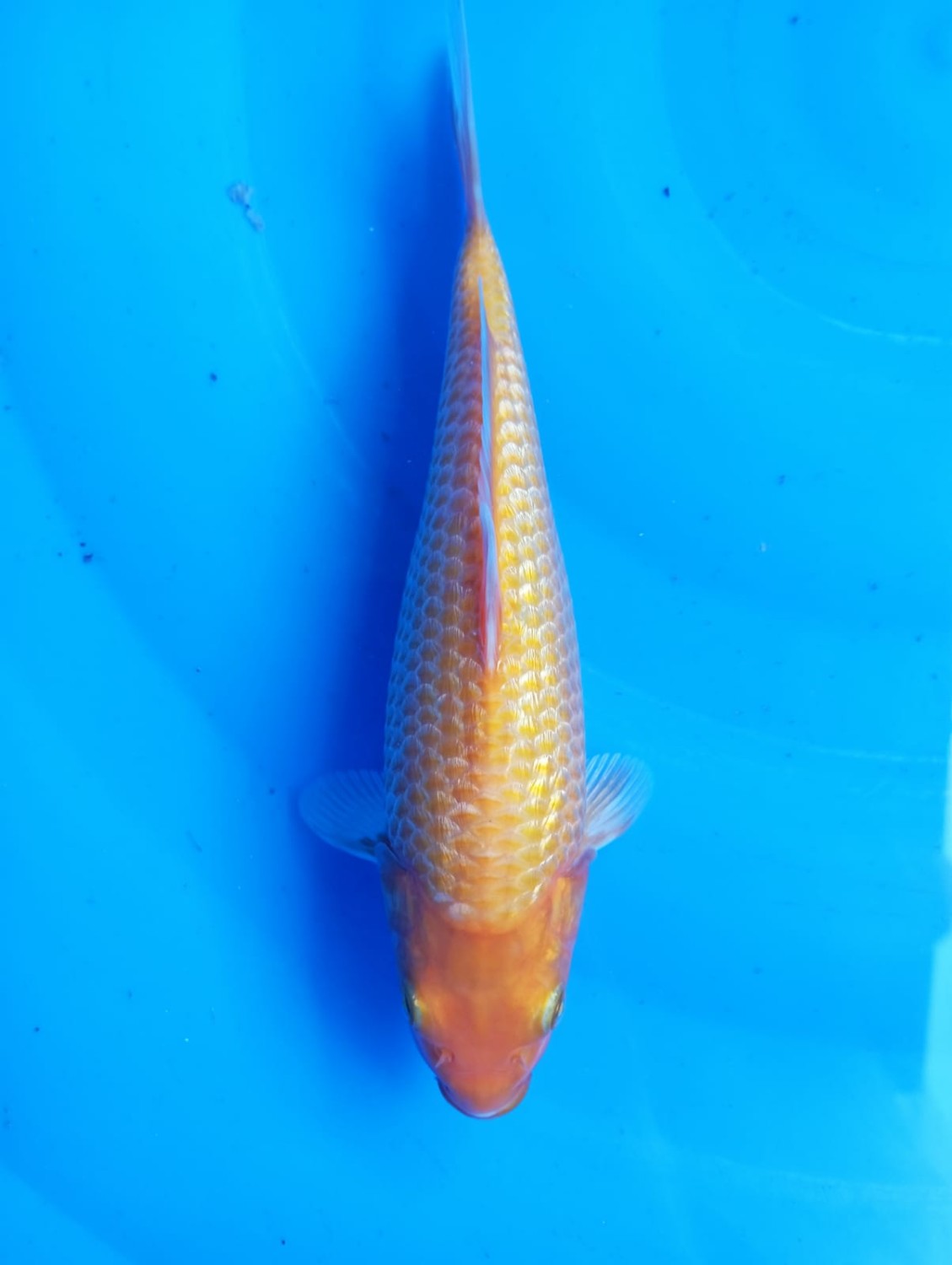 Juara 5