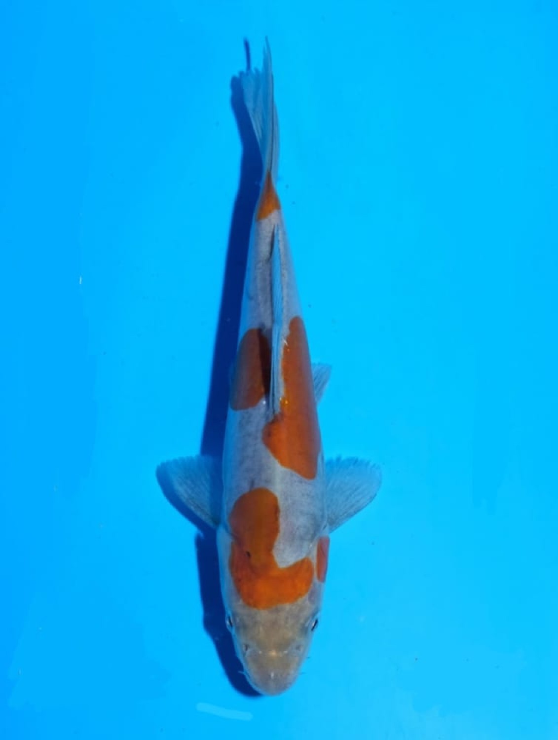 Juara 1