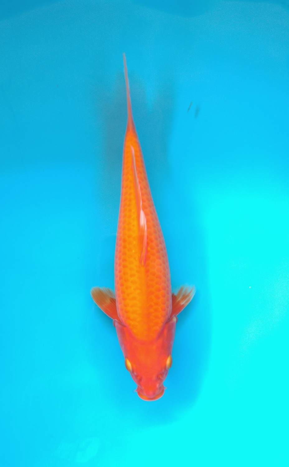 Juara 3