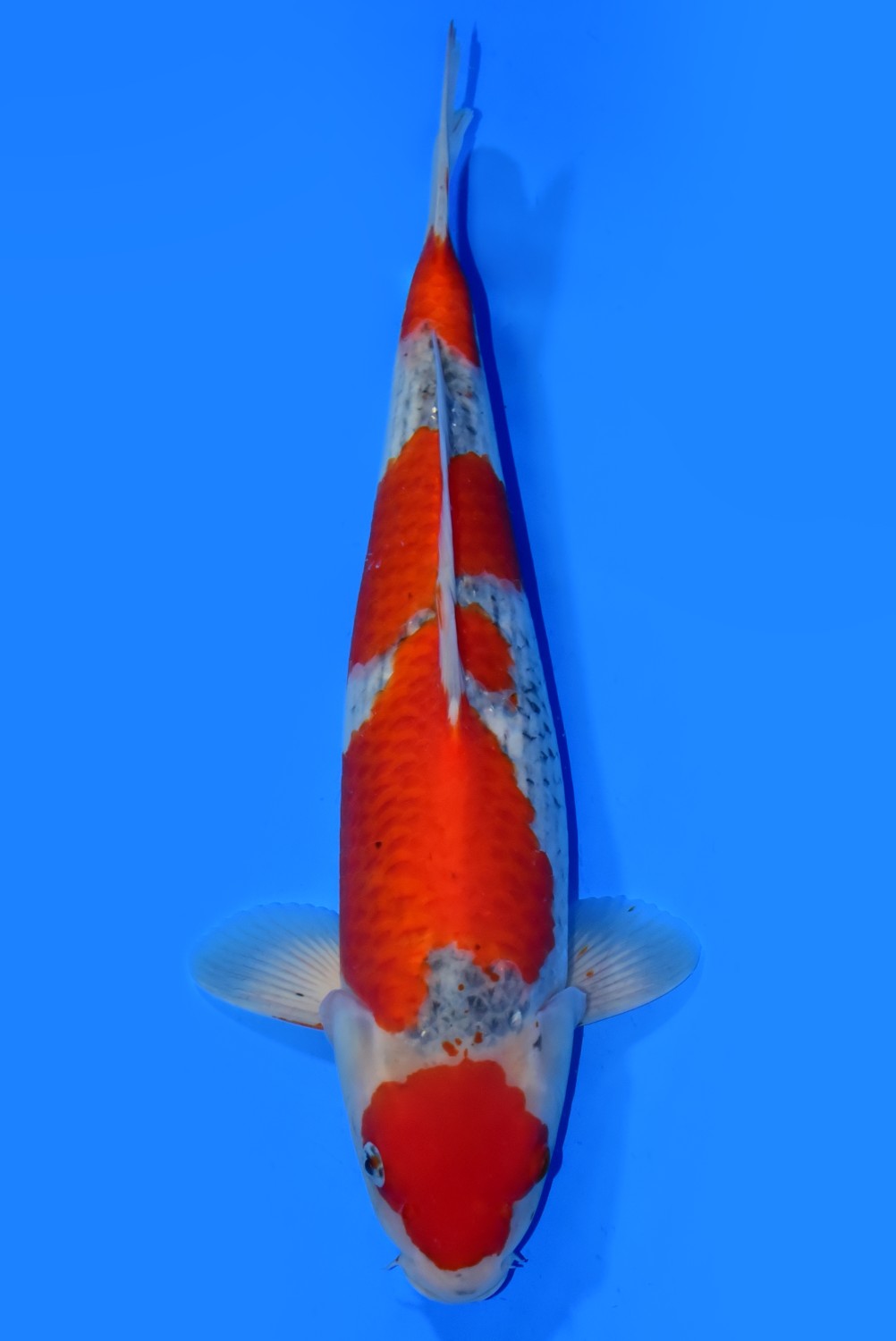 Juara 3