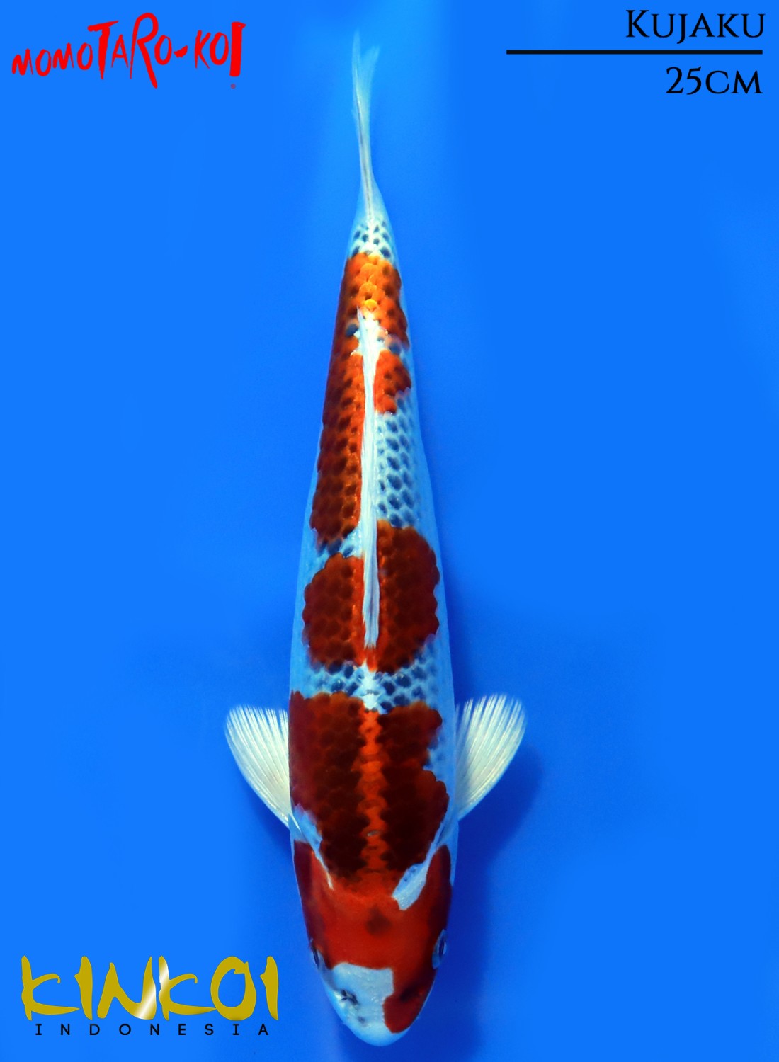 Juara 5
