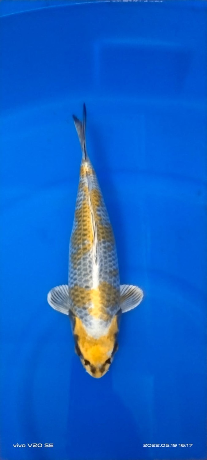 Juara 4