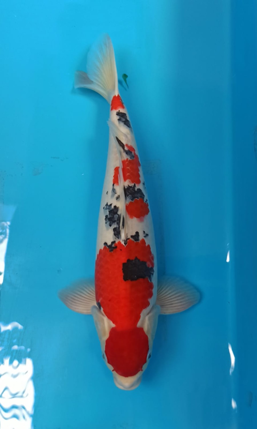 Juara 1