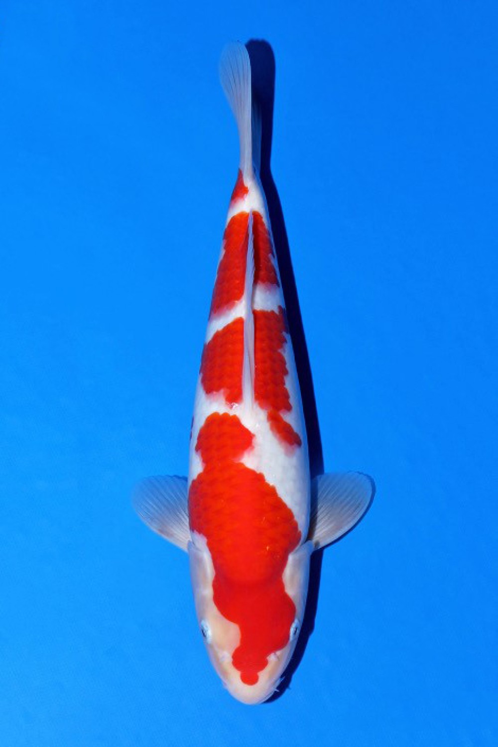 Juara 1
