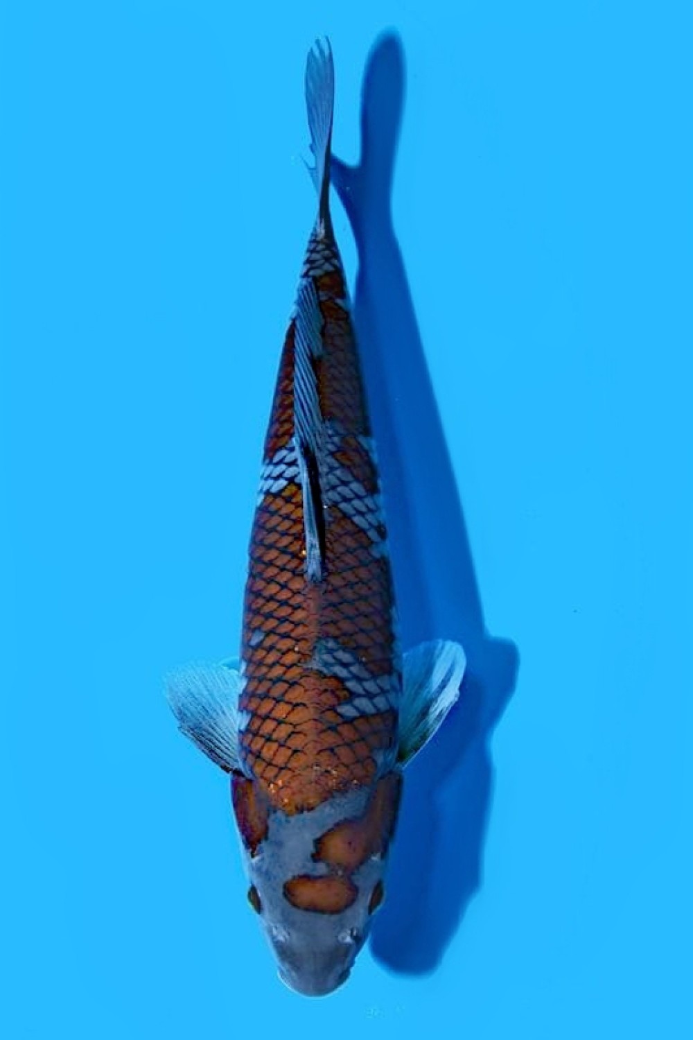 Juara 2