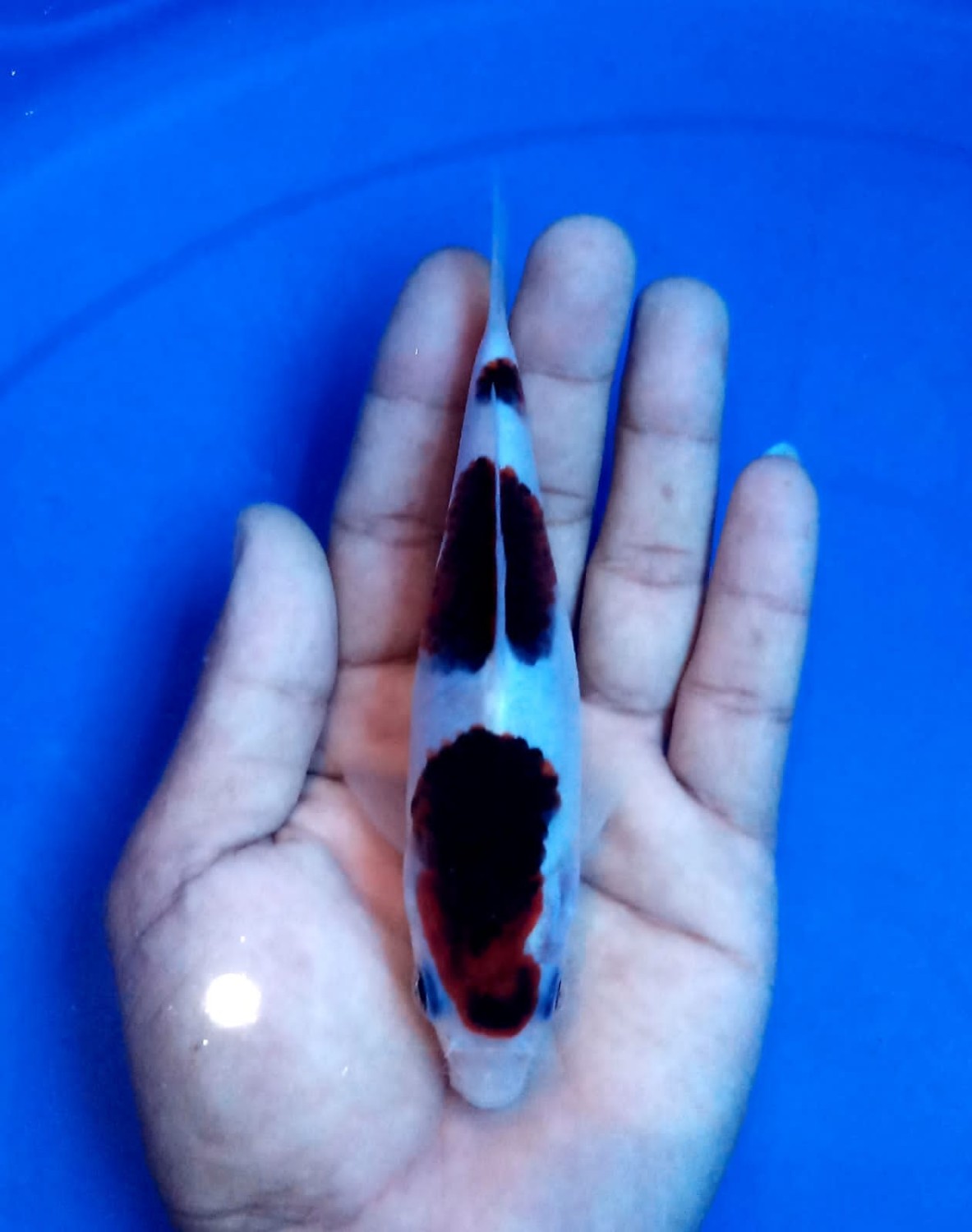 Juara 3