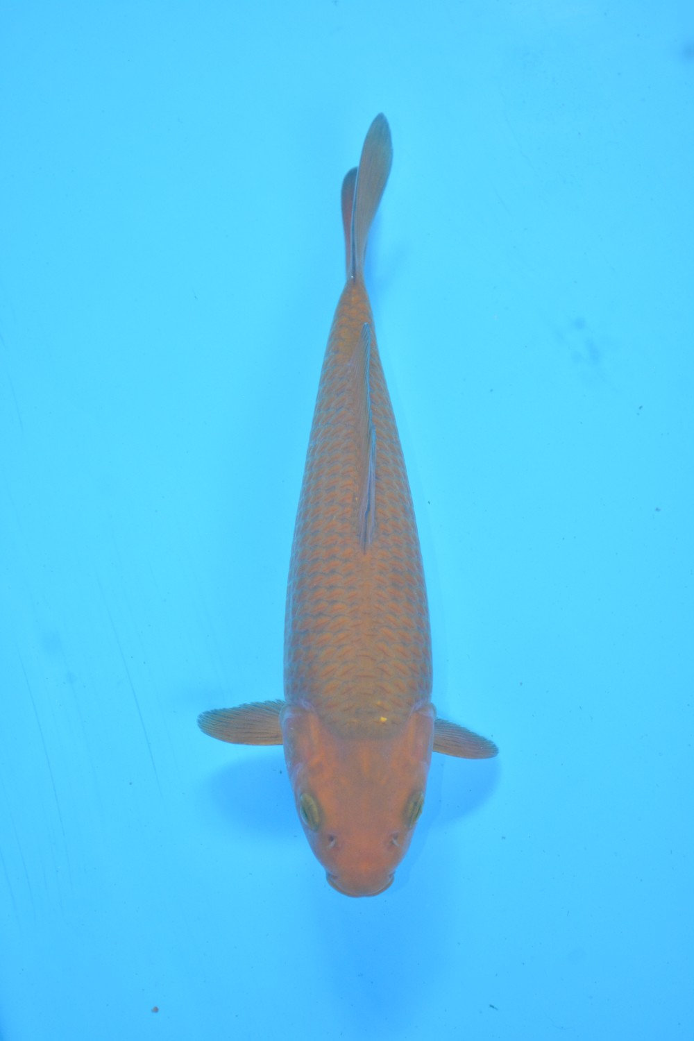 Juara 2