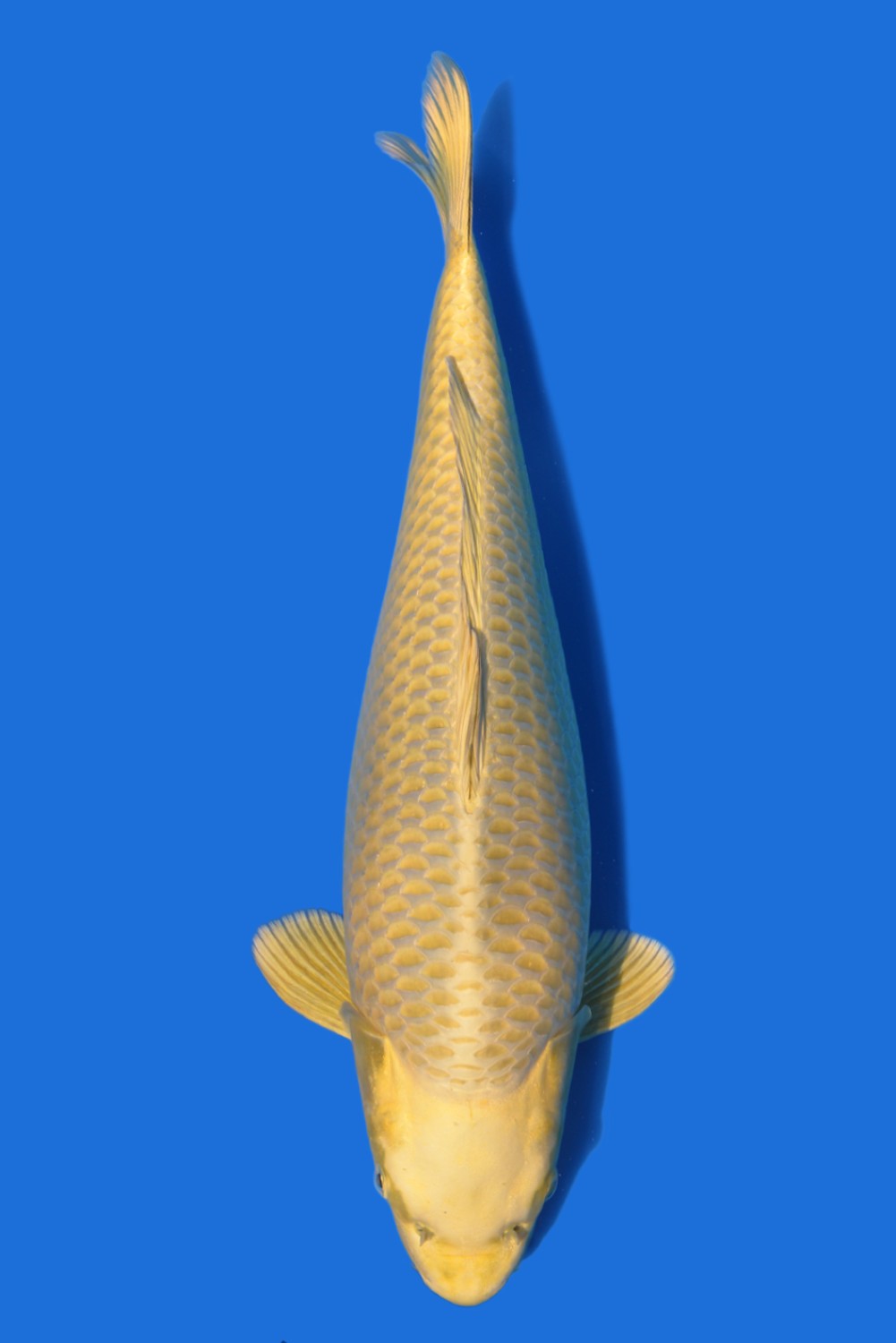 Juara 1