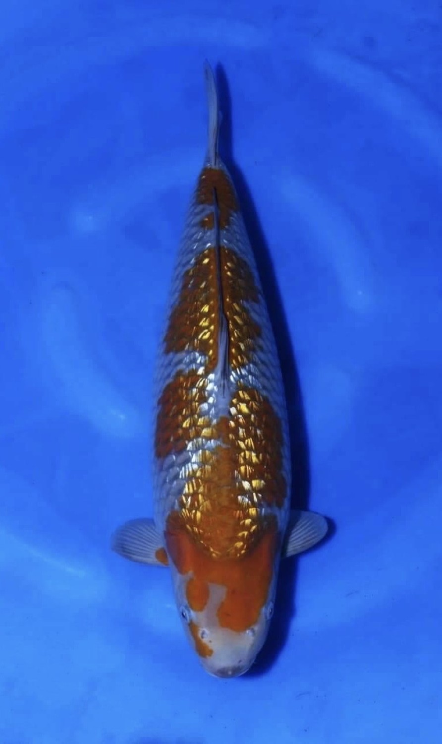 Juara 5