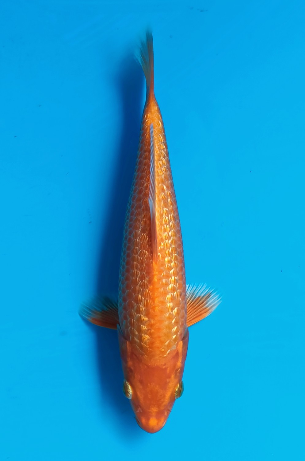 Juara 2