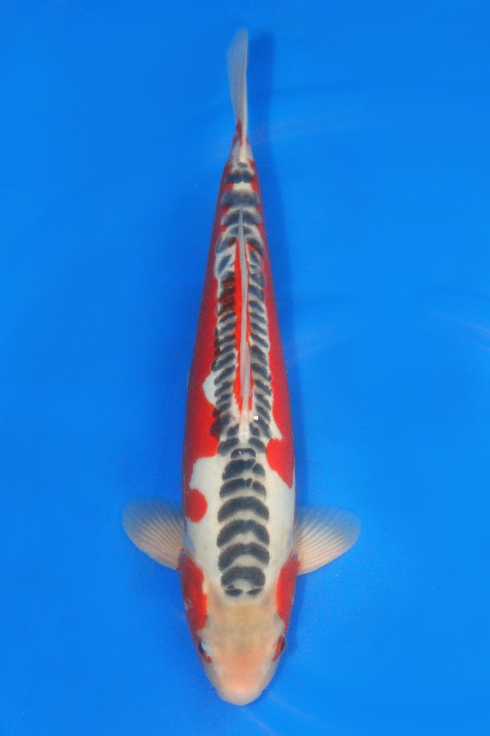 Juara 4