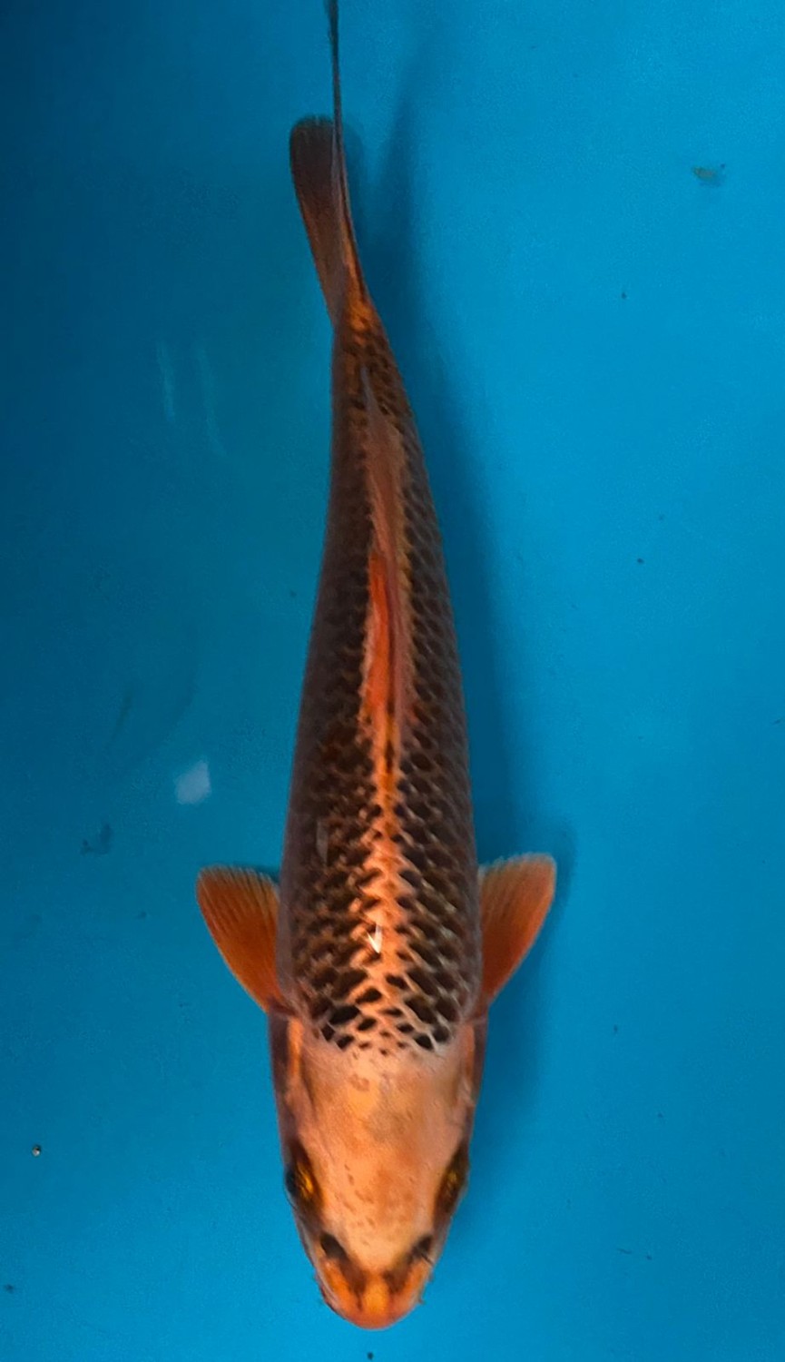 Juara 5