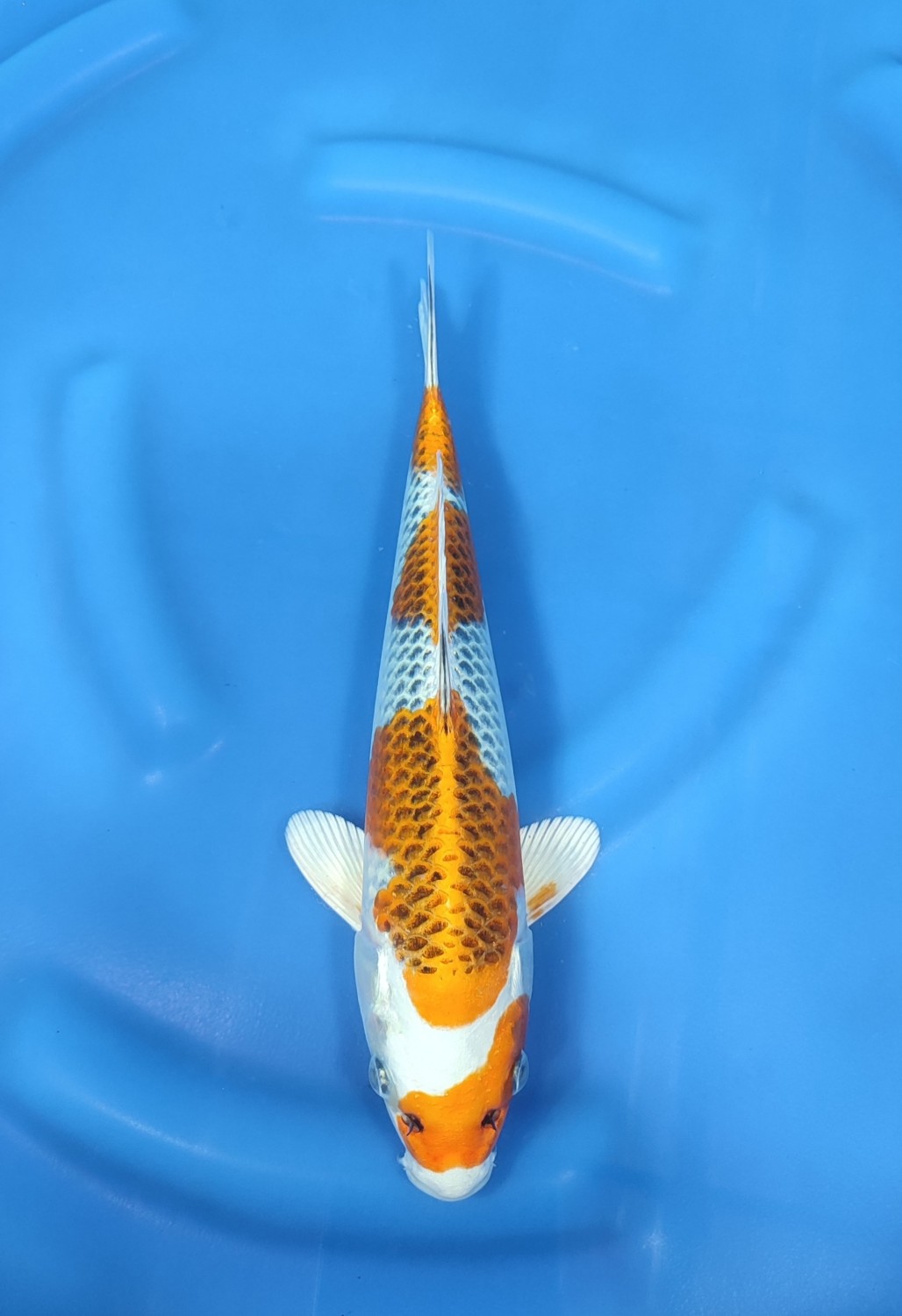 Juara 1