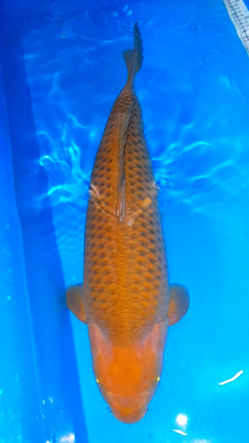 Juara 4