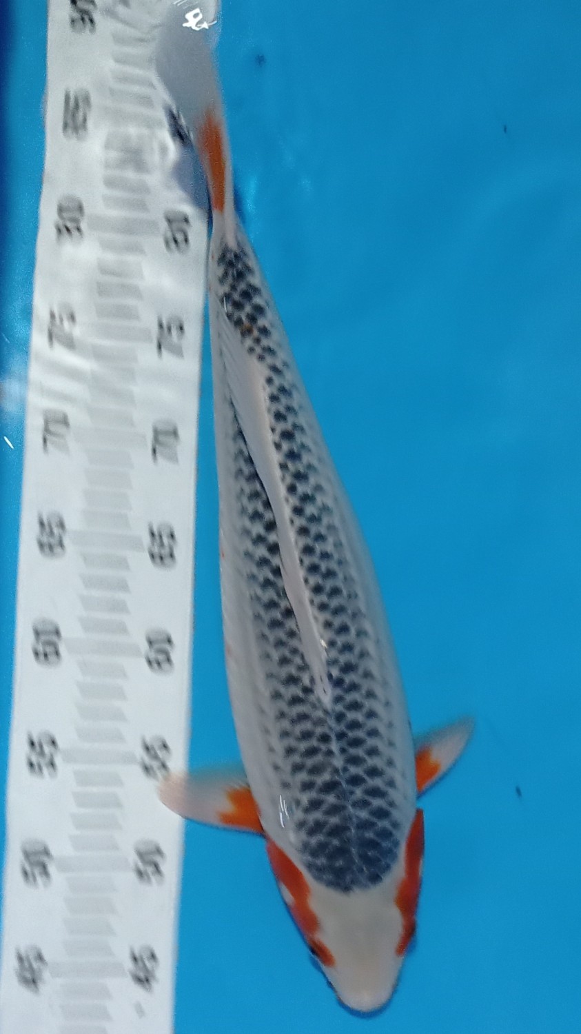 Juara 2