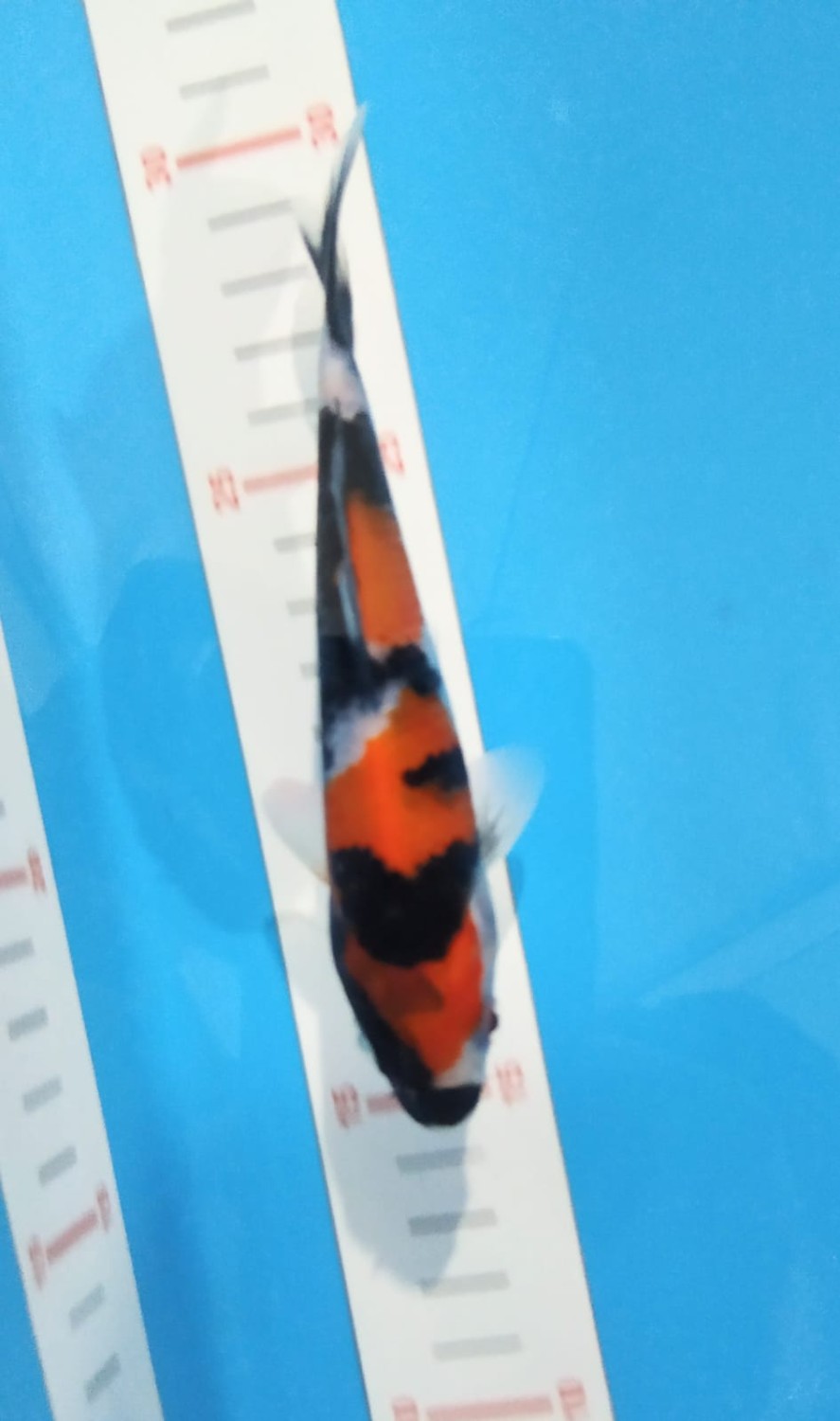 Juara 4