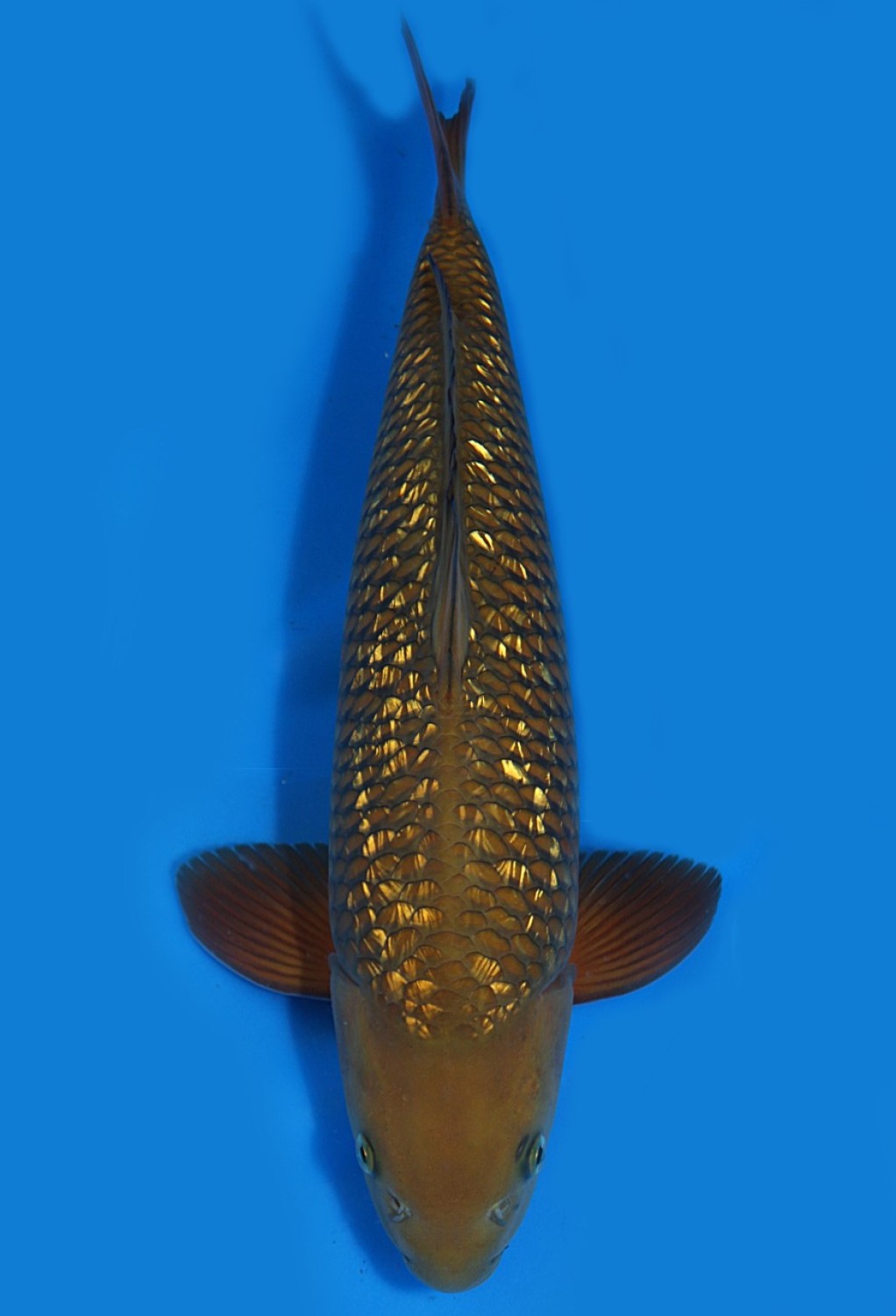 Juara 5