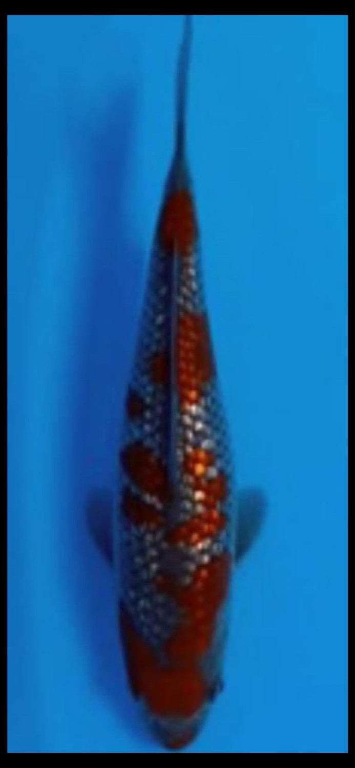 Best In Size C 51 - 55 cm