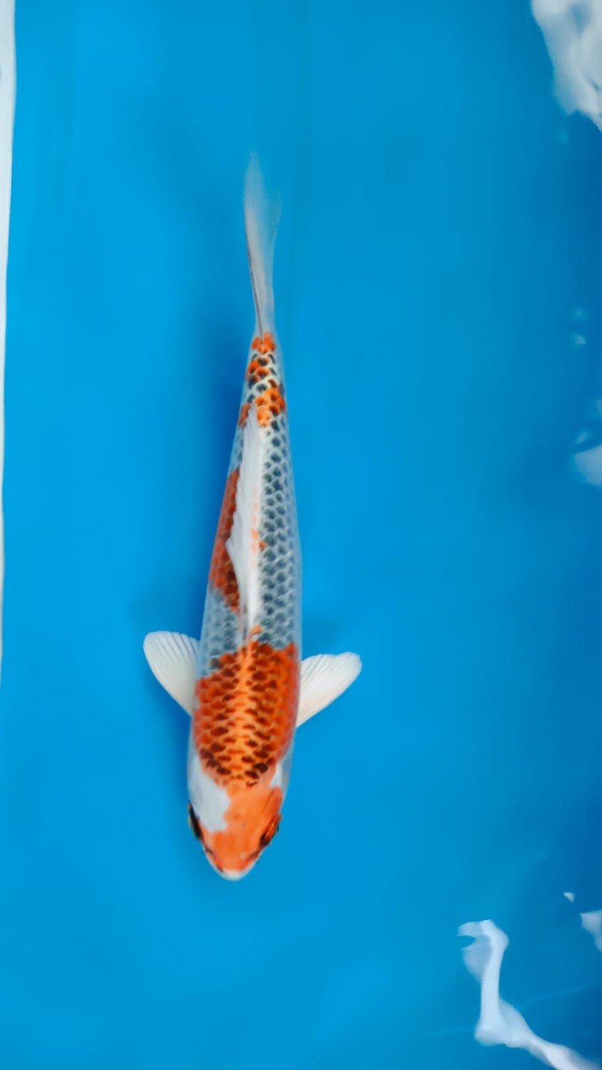 Juara 4