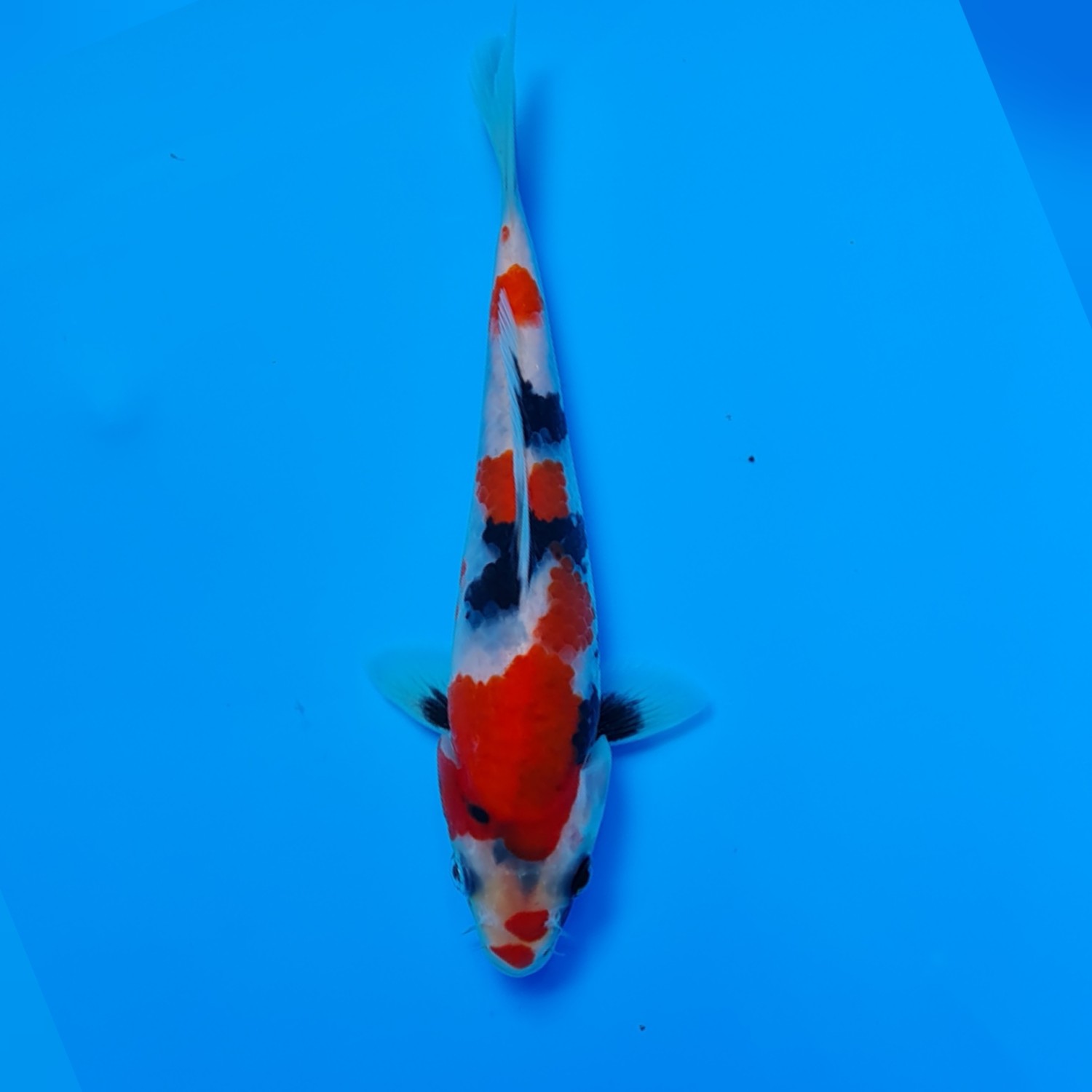 Juara 2