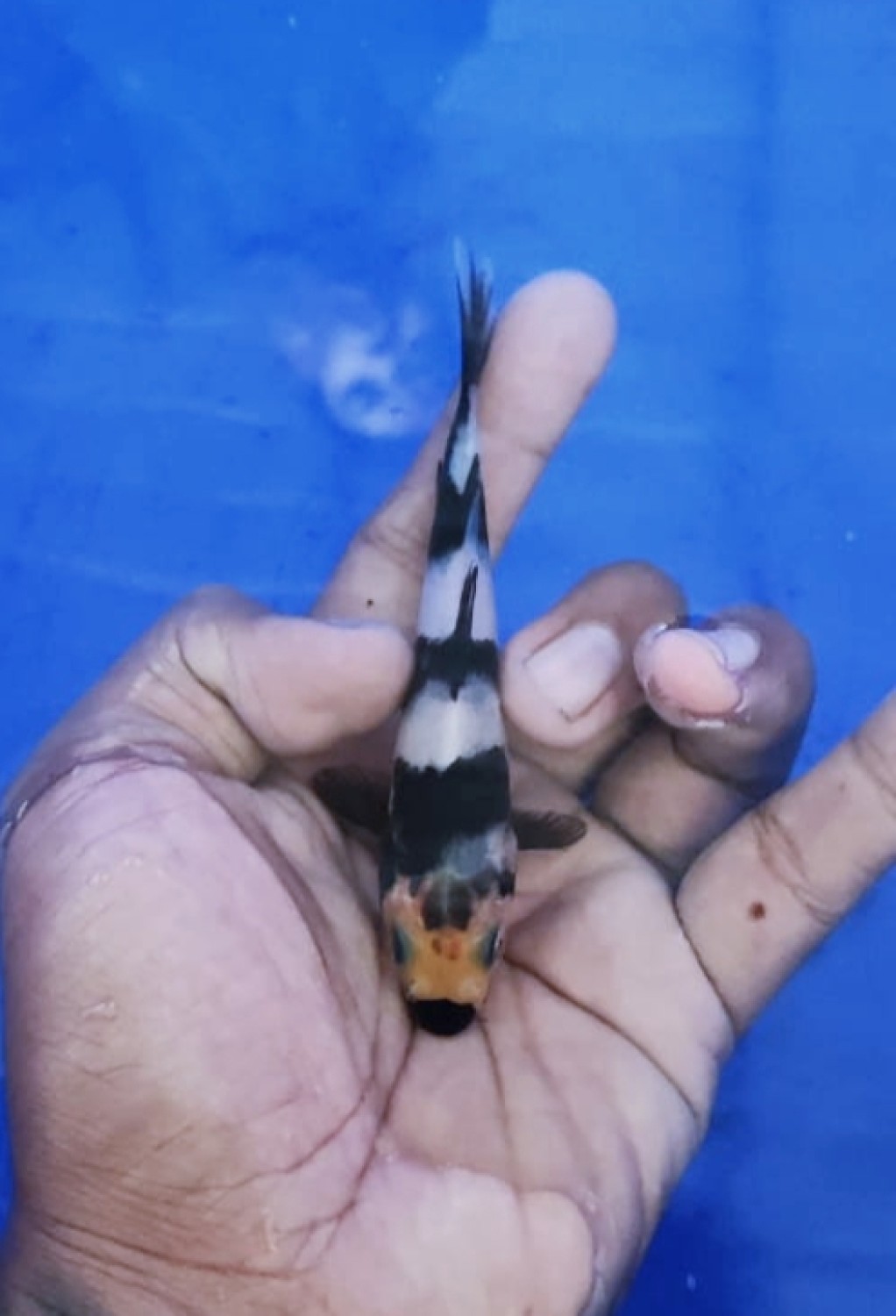 Juara 5
