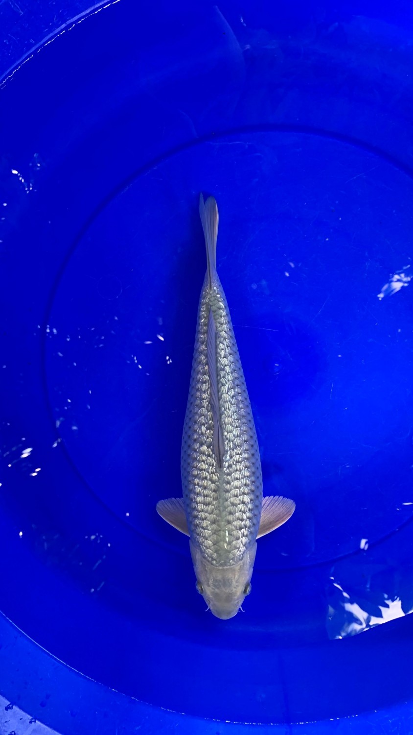 Juara 1