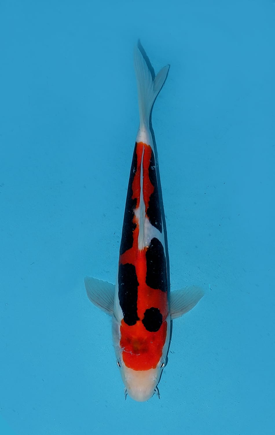 Juara 1