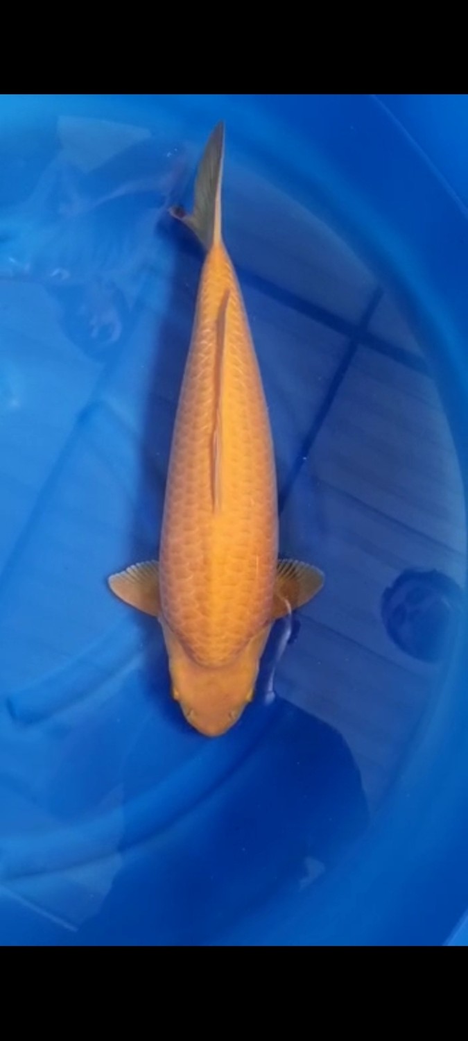 Best In Size E 51 - 55 cm