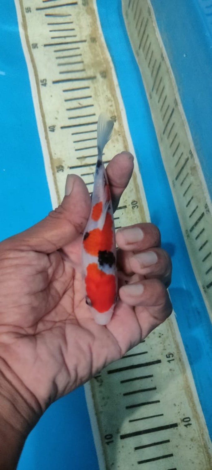 Juara 1