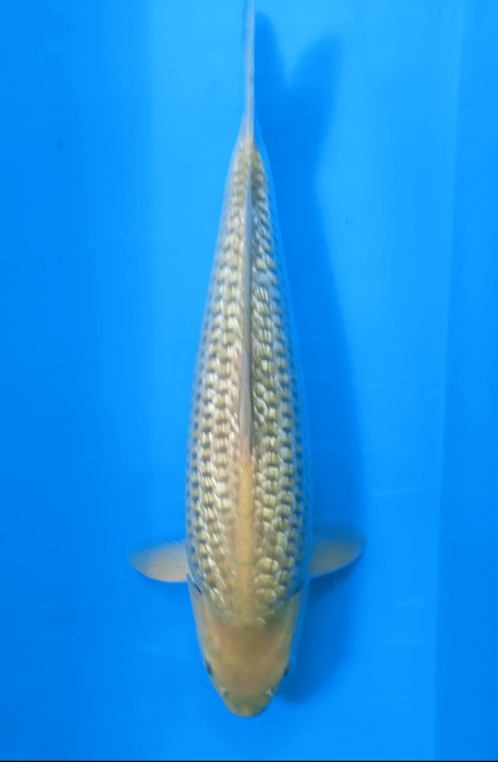 Juara 4