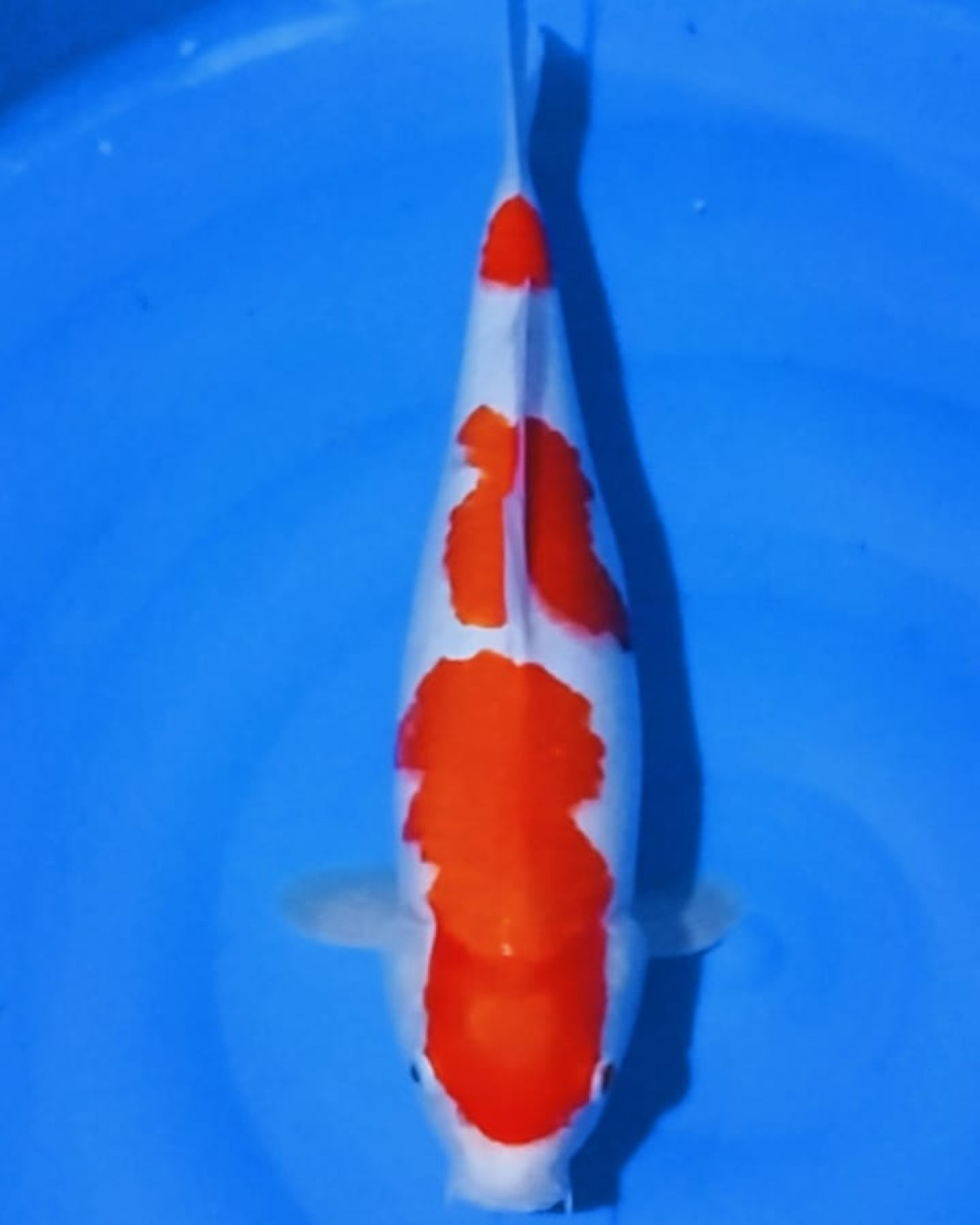 Juara 5