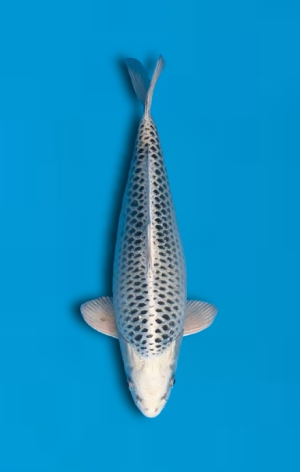 Juara 1