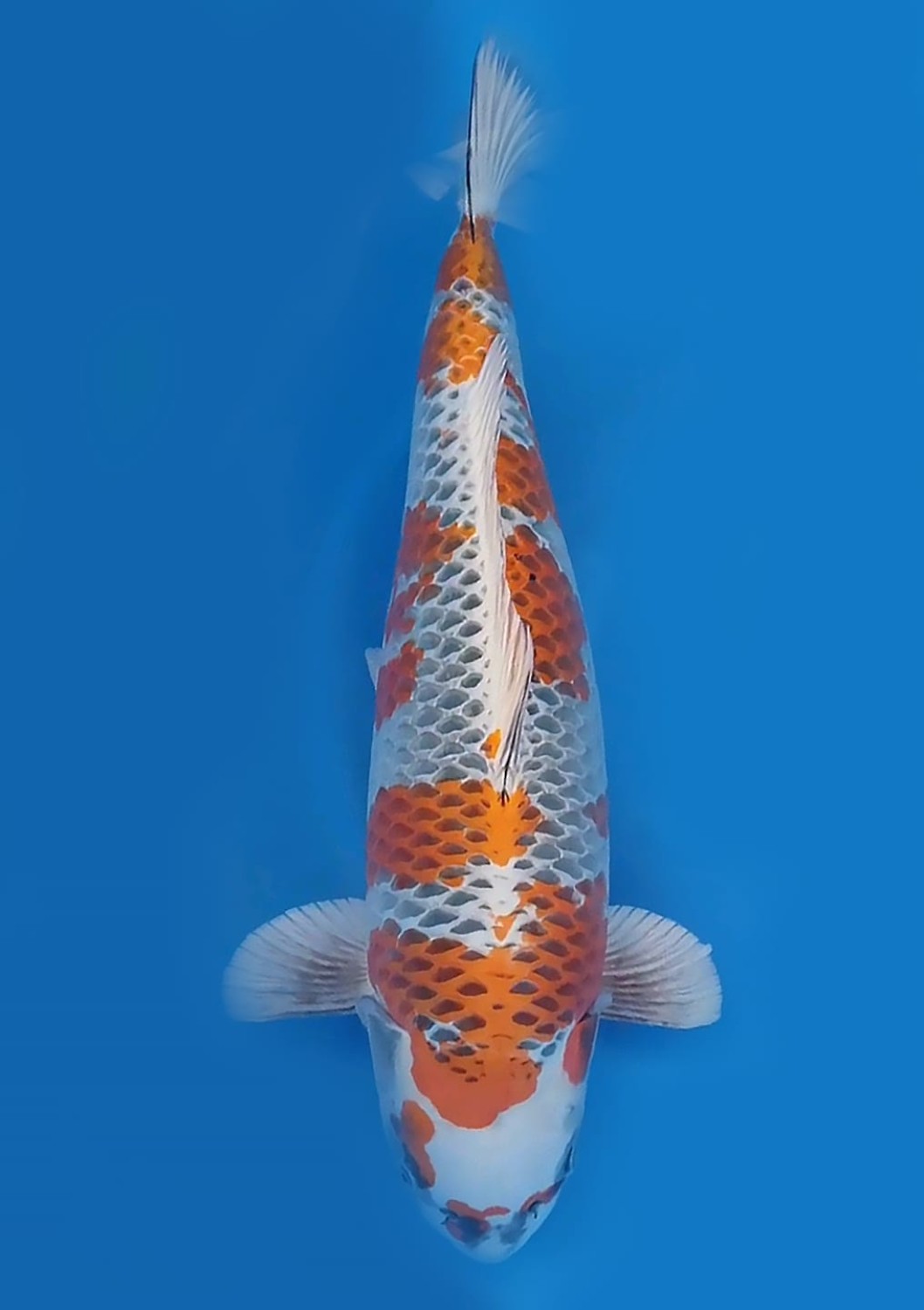 Juara 2