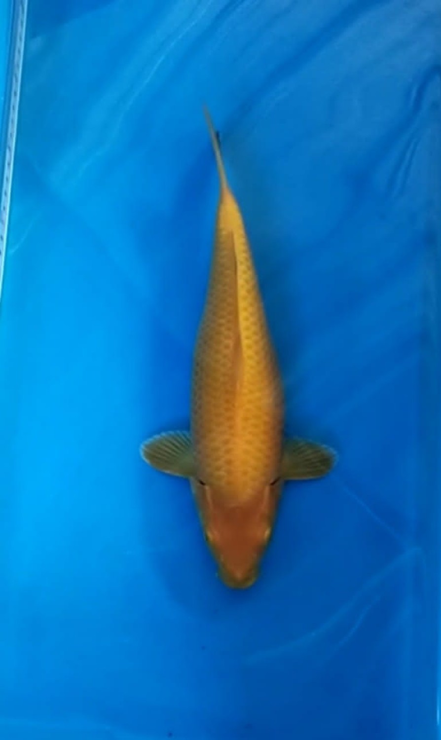 Juara 4