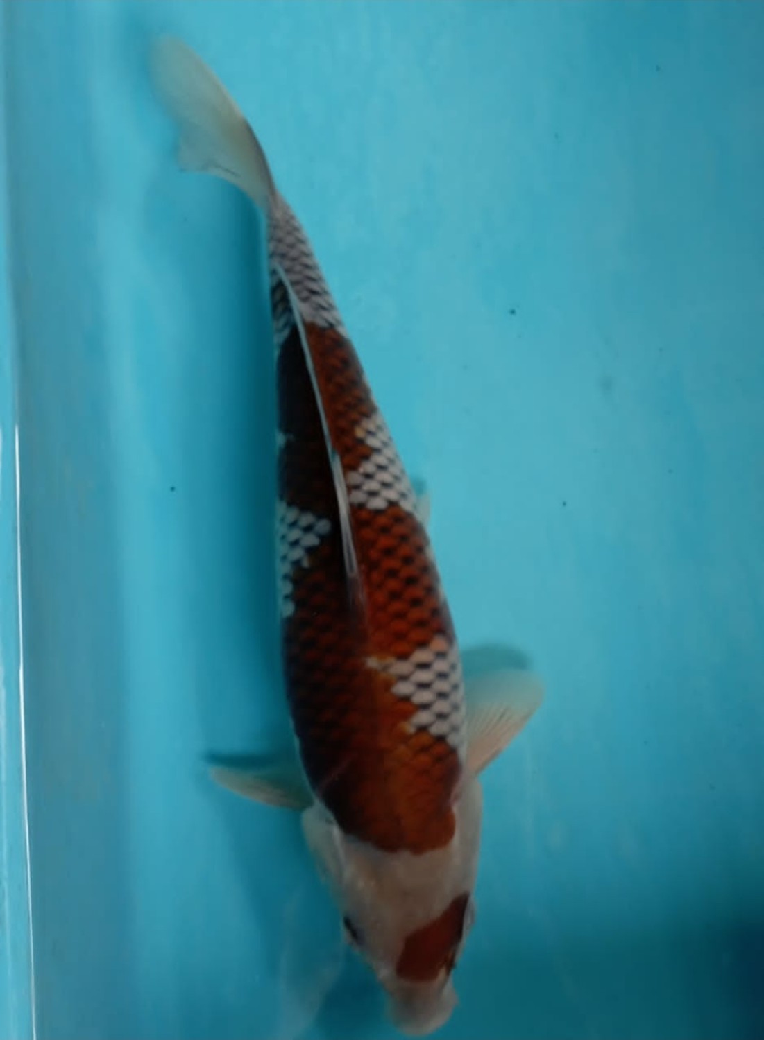 Juara 3