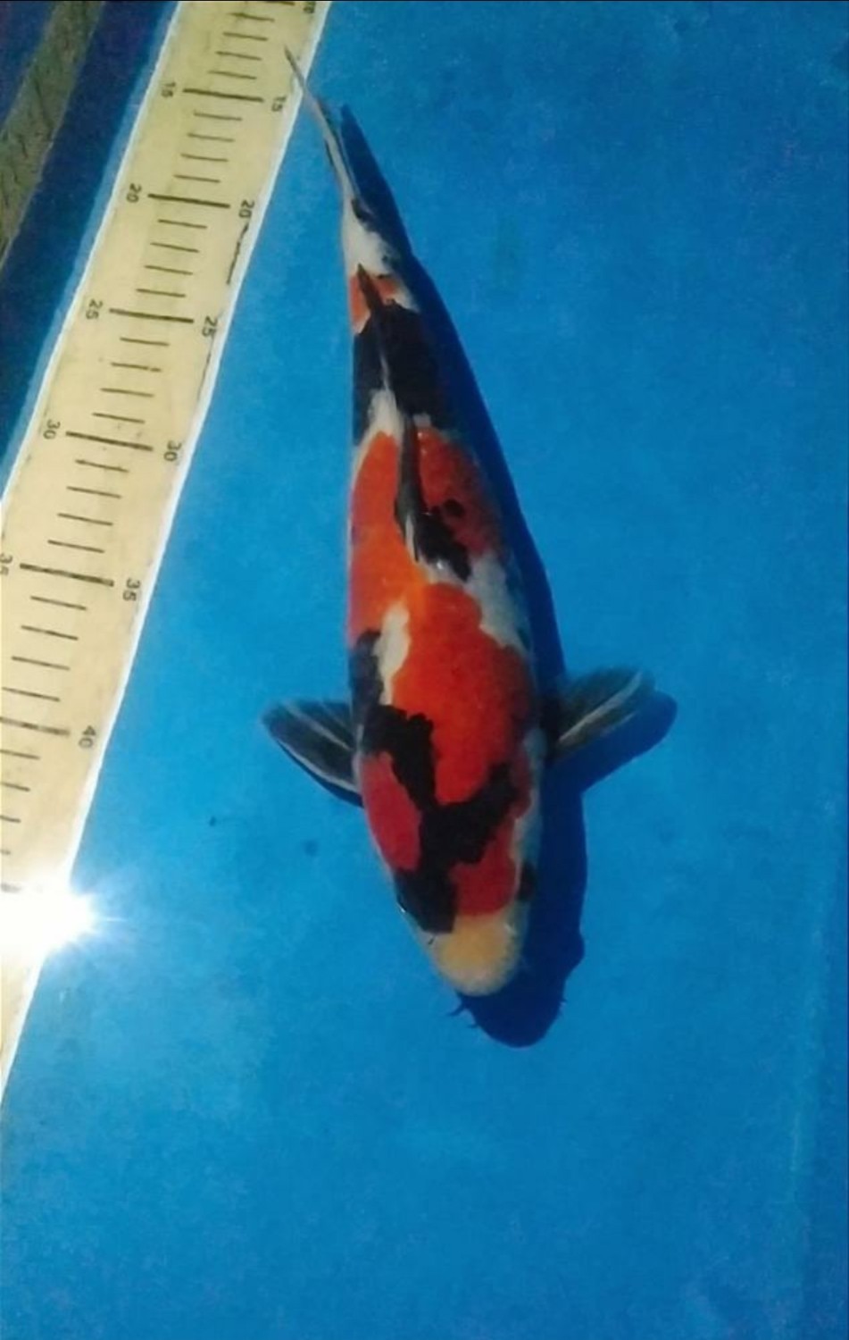 Juara 5