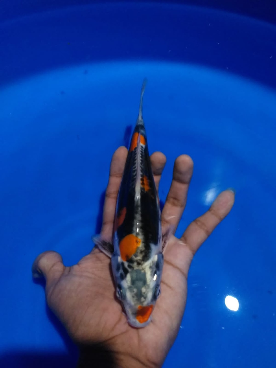 Juara 1