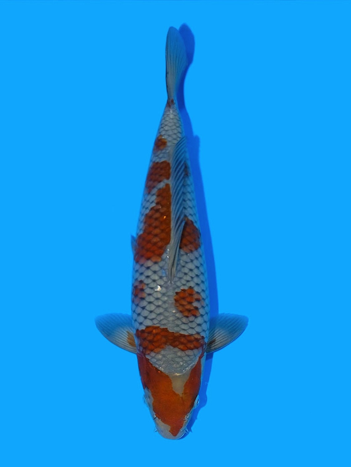 Juara 1