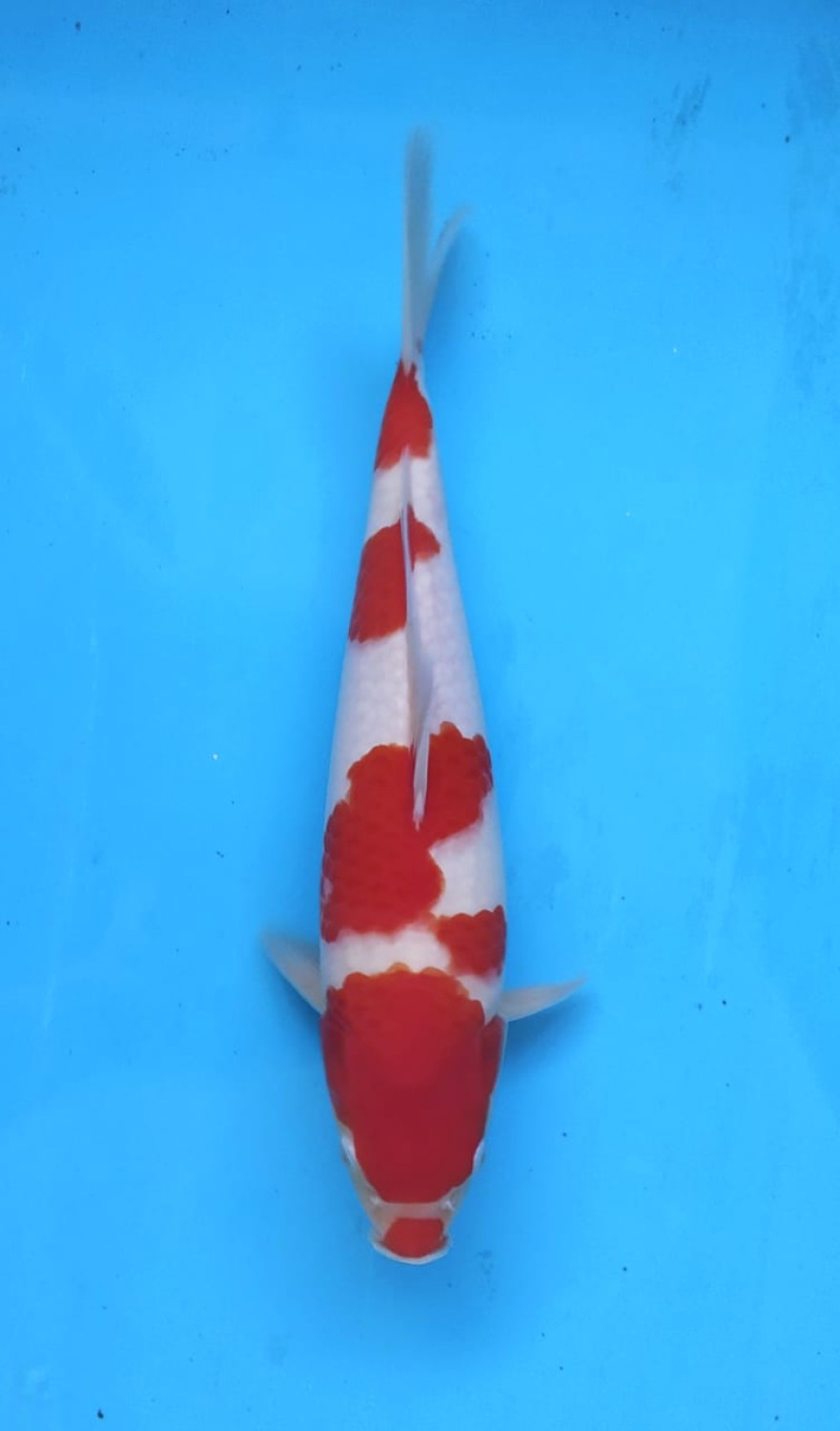 Juara 5