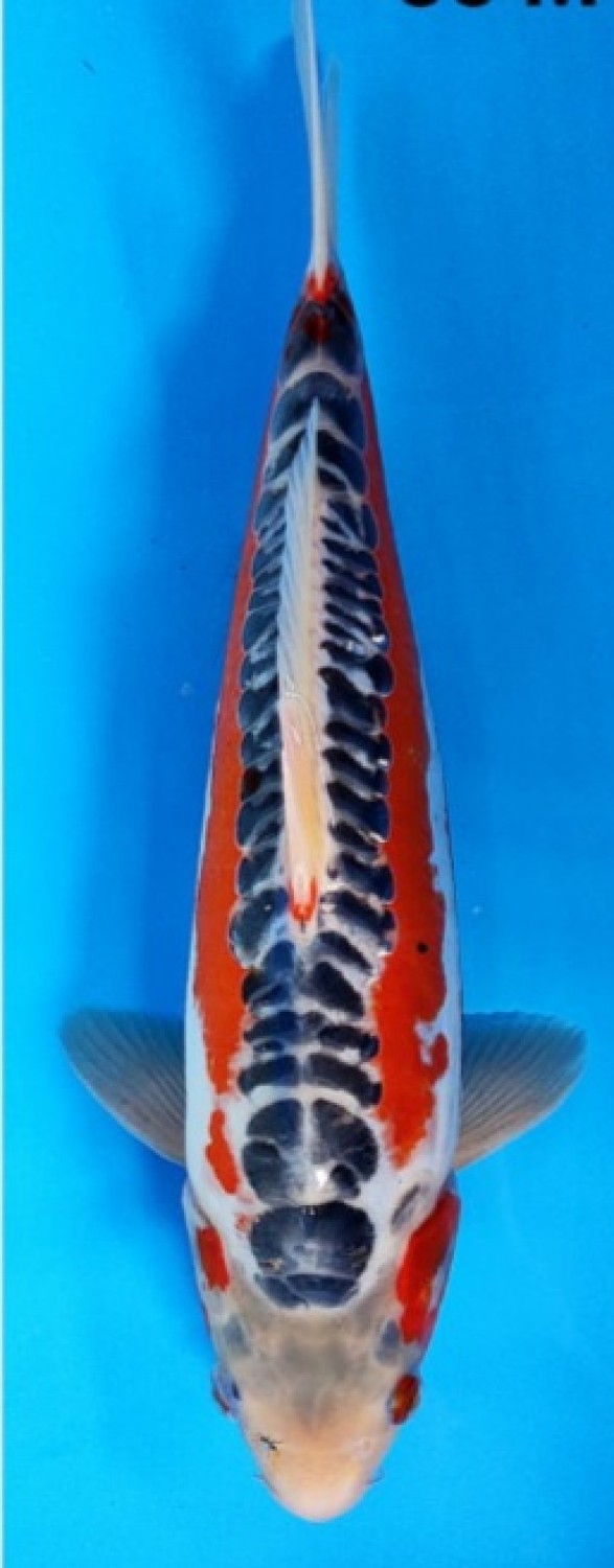 Juara 3