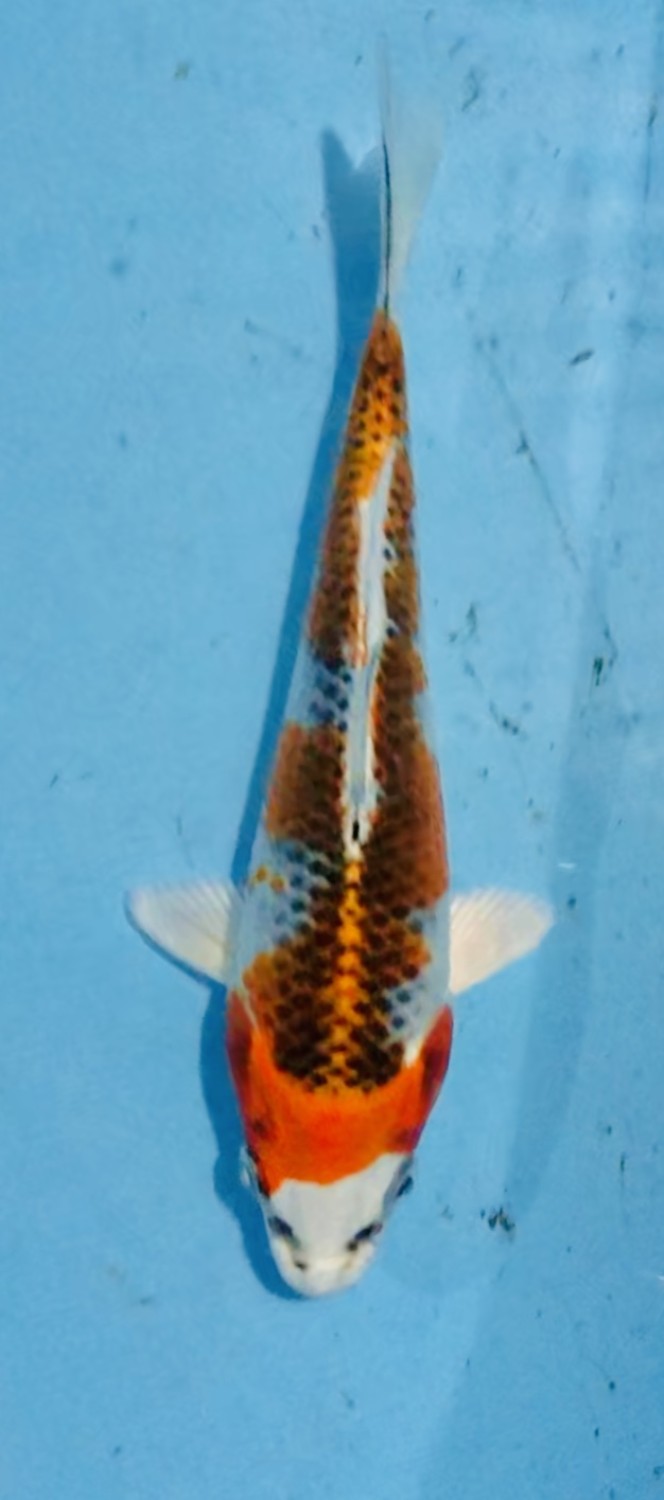 Juara 3