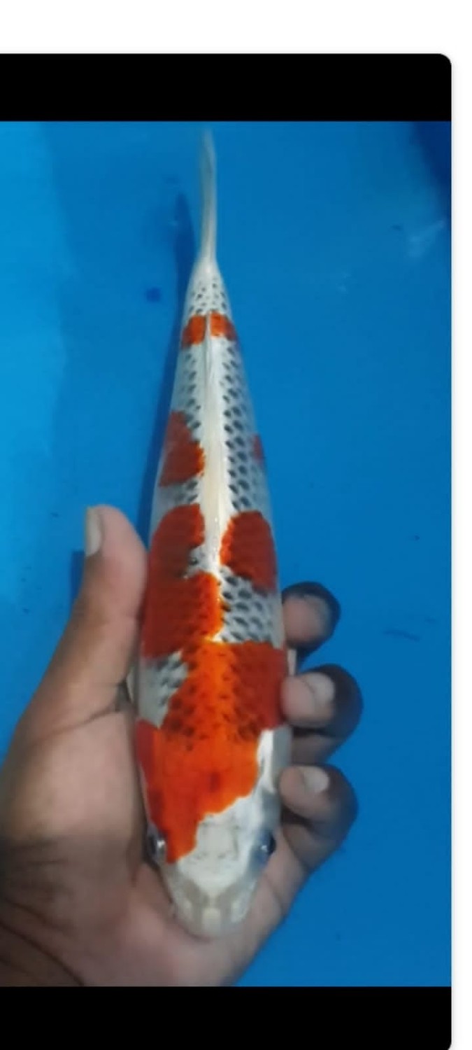 Juara 1