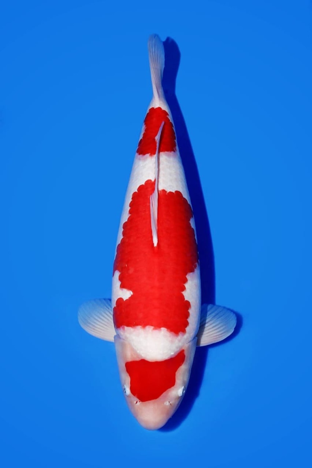 Juara 3