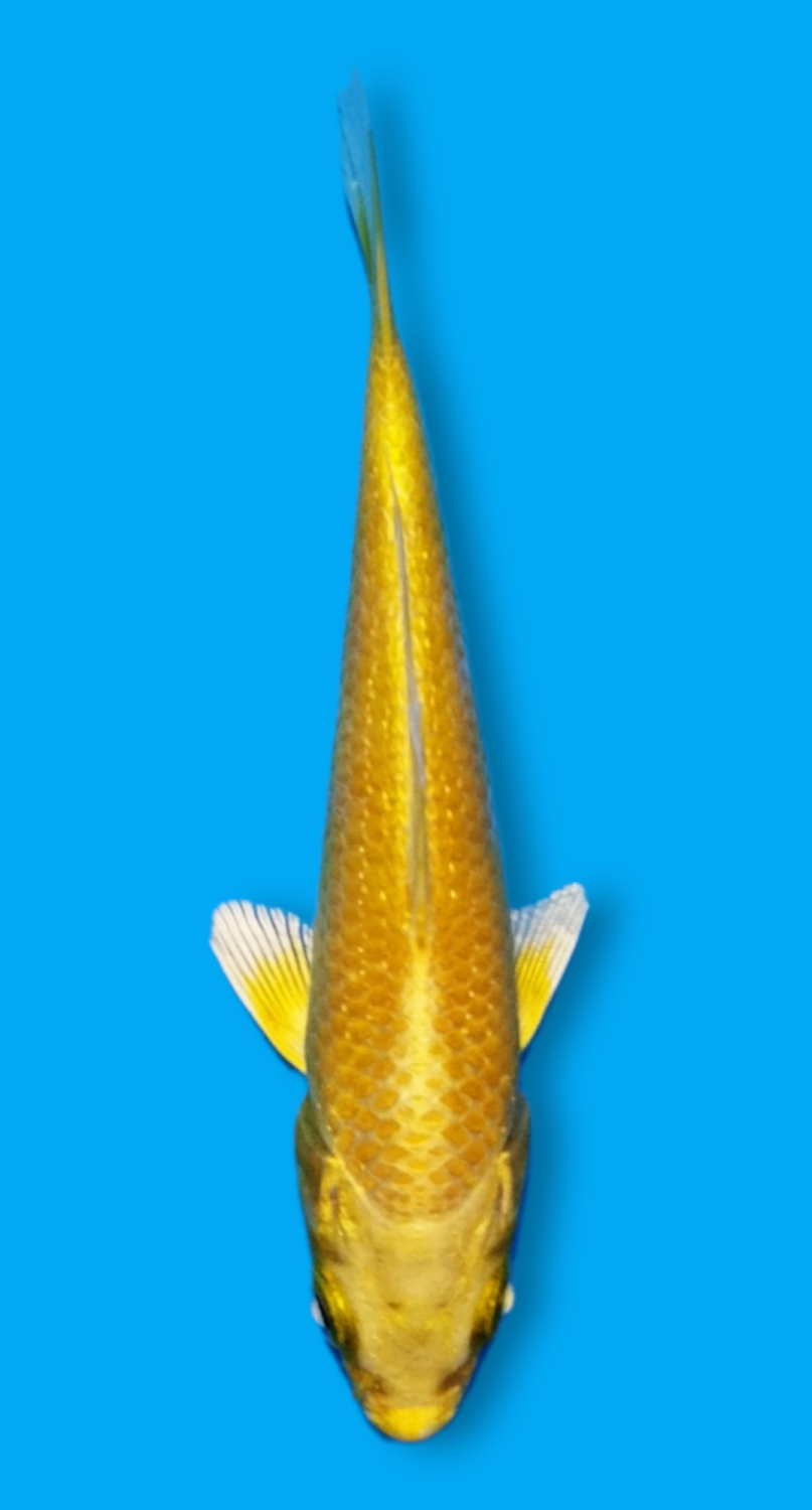 Juara 2