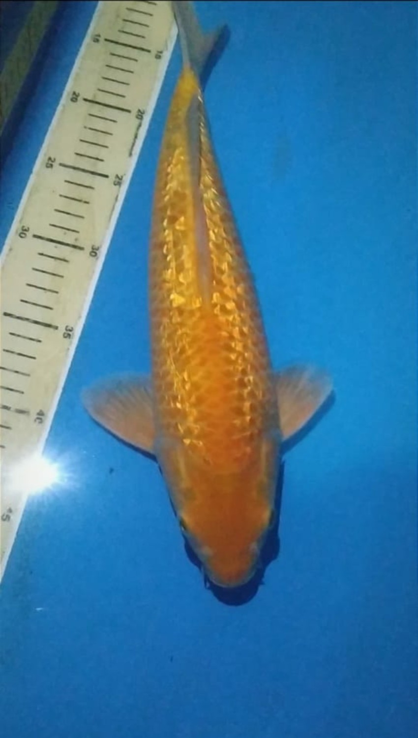 Juara 2