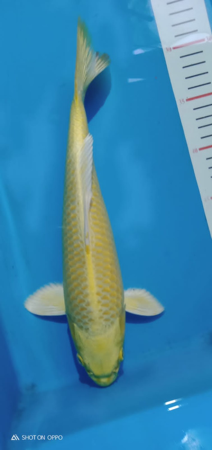 Juara 2