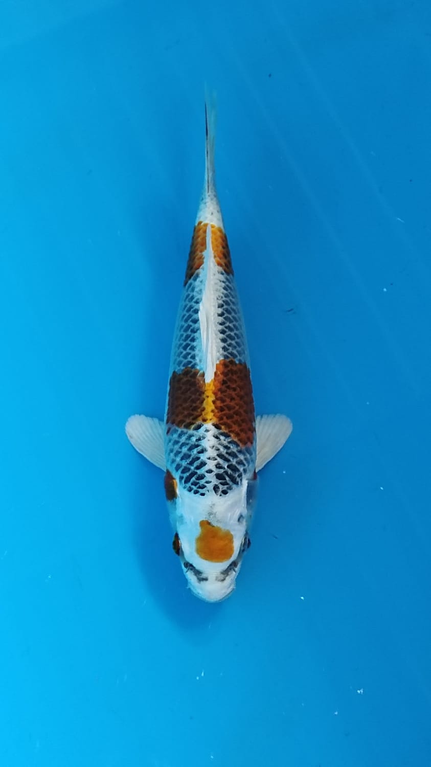 Juara 3